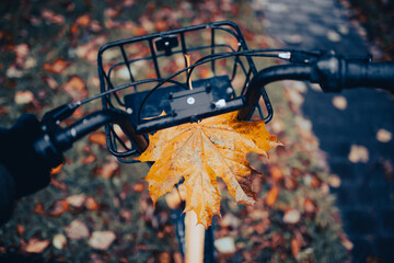 autumn leaves in the park