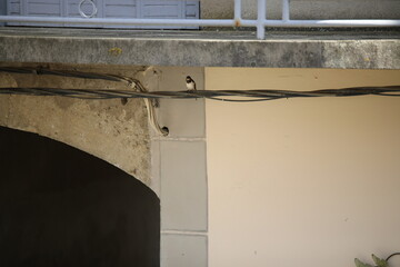 Hirondelle © Carlos