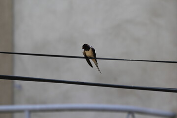 Hirondelle © Carlos