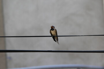 Hirondelle © Carlos