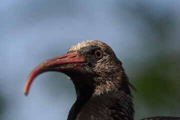 Waldrapp
