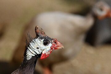 afrikanischer Hühnervogel