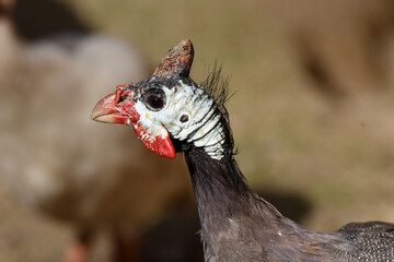 afrikanischer Hühnervogel