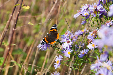 Butterfly on a flower. Butterfly with colored wings. Red admiral butterfly. - obrazy, fototapety, plakaty