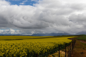Fototapeta premium Bright yellow canola fields in full bloom behind a fence and next to a gravel road with a cloudy sky