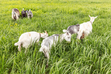 Obraz premium Cute free range goatling on organic natural eco animal farm freely grazing in meadow background. Domestic goat graze chewing in pasture. Modern animal livestock, ecological farming. Animal rights.