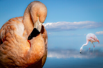 portrait of a flamingo and a flamingo in water