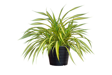 Pandanus sanderi Sander ex M.T. Mast, White striped Pandanus or Screw pine growing in black plastic...