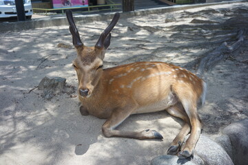 眠そうな鹿