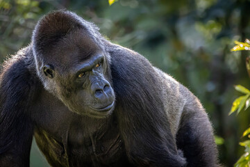 gorilla walking through the jungle