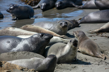 Sea Elephant Seals on a California, San Simeon Reserve Beach, Hauled-Out to prepare for the mating...