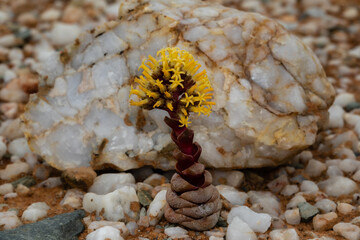 Yellow and red leather buttons plant in its natural environment amongst white quartz gravel in the Knersvlakte, South Africa