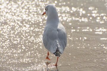 A seagull walks along the seashore. Beautiful surf and light bokeh.