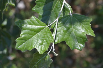 Small beautiful landscape in the greenhouse of plants

