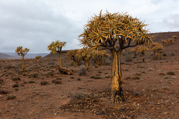 A view of the quiver tree forest near Nieuwoudtville, South Africa