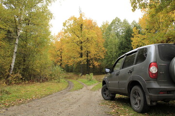 car ride in the forest