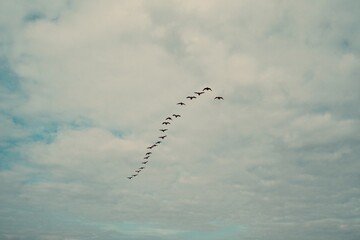 Vögel im Formationsflug 