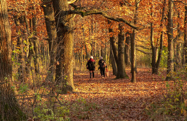 Two girls walking on fallen leaves among trees in autumn park with camera. Autumn photo session and walking concept.