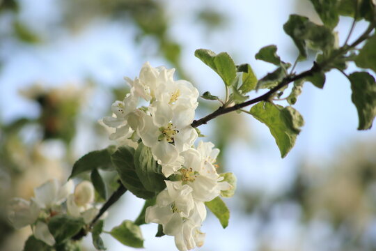 Macro white and pink apples trees flowers in the spring garden. White flowers and pink buds of apple tree. Apple blossom. High quality photo