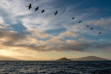 Plakat Vol d'oiseau au dessus d'Al Catraz dans la baie de San Francisco sous un joli ciel au coucher du soleil