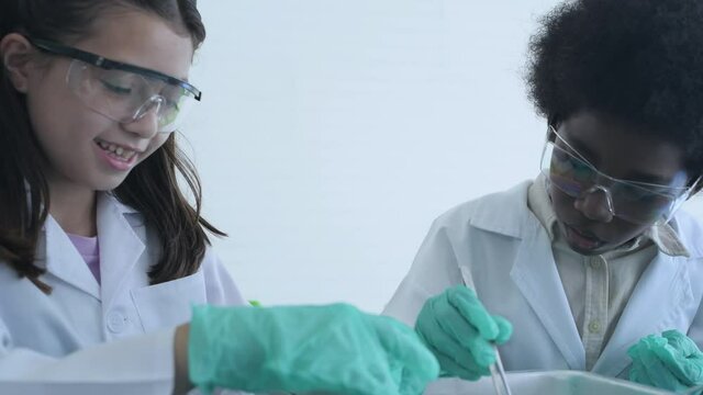 Education concept of 4k Resolution. Researchers are dissecting frogs in a lab.