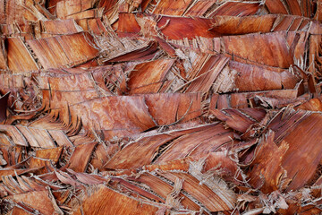 Macro of brown fan palm tree bark