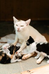 funny face of mommy cat and kitten