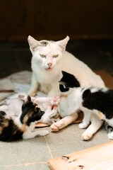 Funny face of mommy cat and kitten