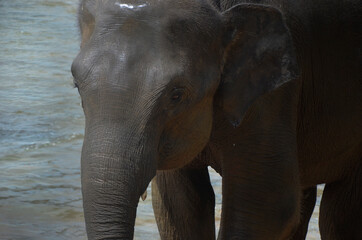 Naklejka na ściany i meble Baby elephant in the river