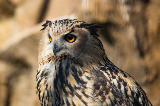 Common filin photo close up on blurred background