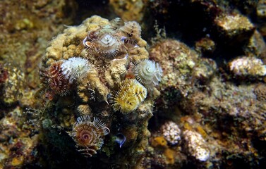 Underwater photo of a small sea anemones  clinging to coral in a reef environment in the Caribbean ocean
