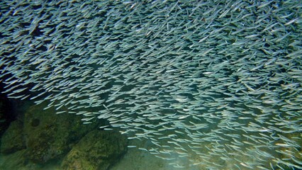 Naklejka na ściany i meble Aquatic theme background picture of a large swarm of juvenile fish swimming in the ocean