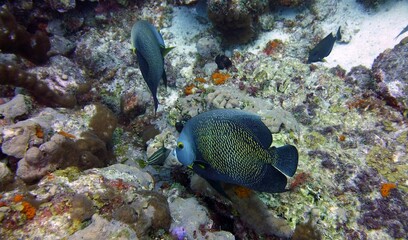 Fototapeta na wymiar Underwater photo of two French Angelfish swimming in a healthy reef area