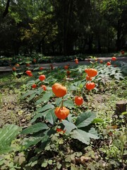 Ripe physalis berries on a bush