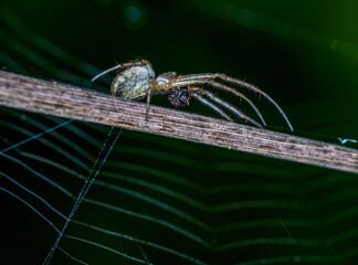 spider on a web