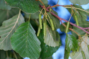 leaves on a tree