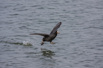Eurasian Coot (Fulica atra) taking off over the sea