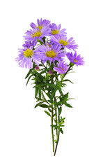 Twigs of purple aster amellus flowers in a small autumn bouquet isolated