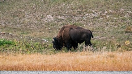 Bison in Yellowstone National Park in Wyoming