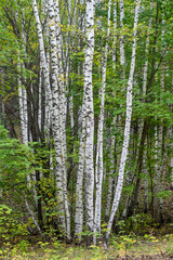 A group of young birches in early autumn.