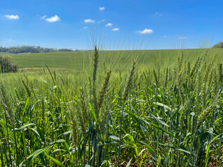 Plantação de trigo