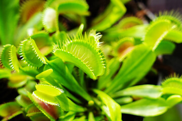Venus flytrap. Growing and selling carnivorous plants. Foreground