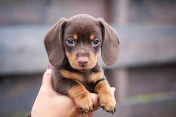 cute dachshund puppy in the hand of the mistress
