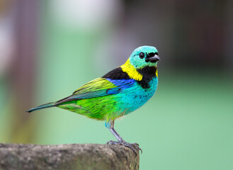 Saíra sete cores