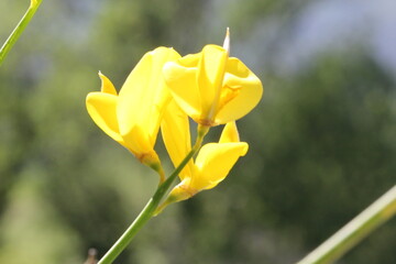 Fleurs