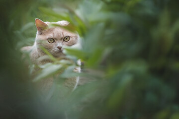 Red shetlend cat looking in the camera through the leaves   - 459145576