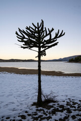 Winter landscape. View an Araucaria araucana trees, also known as monkey puzzle tree, growing in the lake's shore white snow, at sunset.