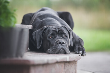 Cane corso dog lying on the steps of the house. - 459145585