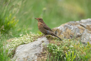 Blackbird, female, perched on a large rock in the Scottish countryside in the summer