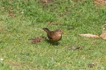 Blackbird female on the grass in Scotland in the spring time